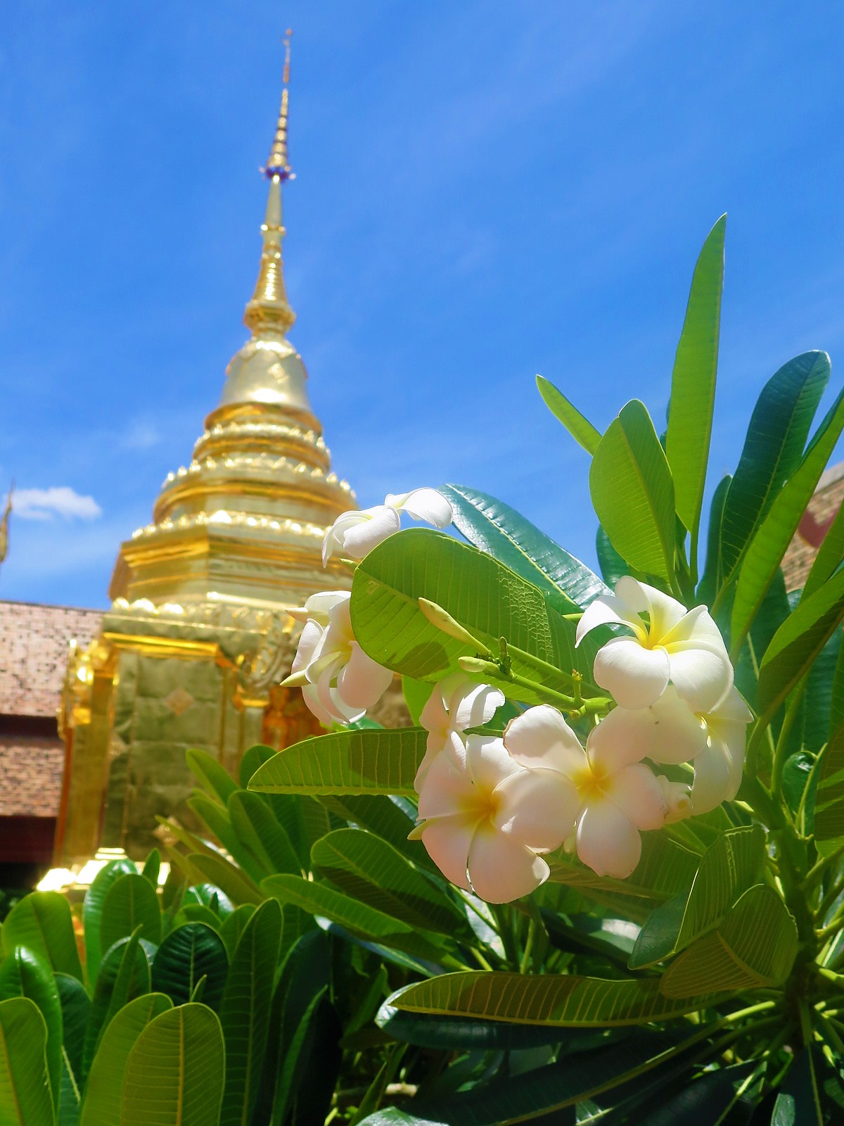 Wat Phra Sing &amp; Wihan Lai Kham Jenny Rojas (2)